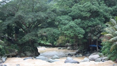 Hebat, Ada Jembatan dari Akar!