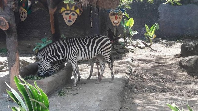 Hewan Lucu dan Unik di Batu Secret Zoo