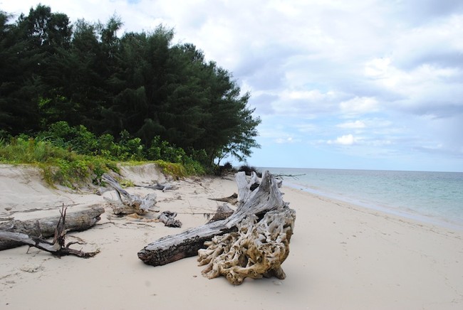 Hiii! Pulau Ini Dihuni Ribuan Kelelawar