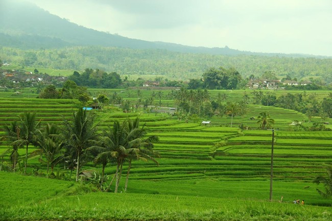 Hijau Bali Tidak Hanya di Ubud