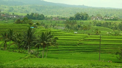 Hijau Bali Tidak Hanya di Ubud