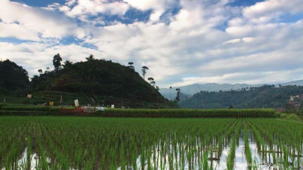 Hijaunya Alam Ciwidey, Bikin Pengen Balik Lagi!