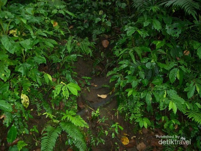 Hutan Khas Semenanjung Malaysia Ada di Gunung Slamet