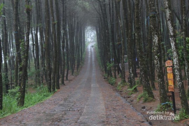 Hutan Pinus Kragilan yang Instagramable