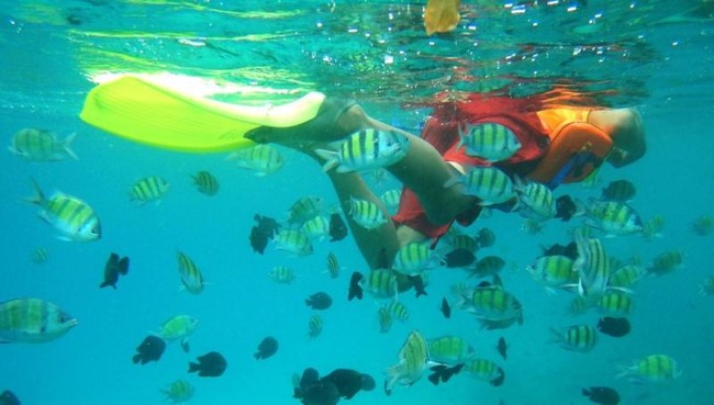Ikan-ikan Cantik di Pulau Rubiah, Sabang