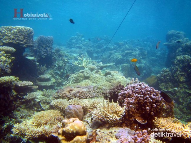 Indahnya Kerajaan Bawah Air Kepulauan Karimunjawa