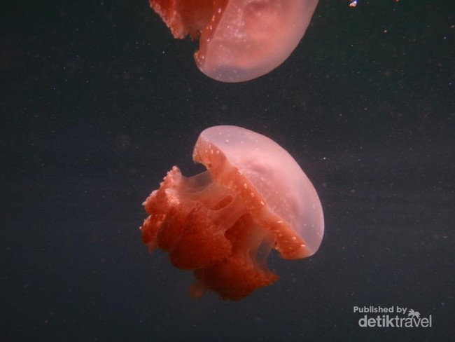 Indonesia Juga Punya Ubur-ubur Unik di Togean