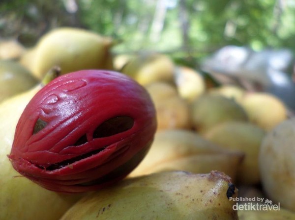 Ini Dia Buah Pala Yang Diburu Bangsa Eropa Sejak Dulu