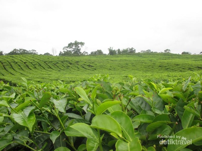 Ini Dia Kebun Teh yang Cantik di Sumut