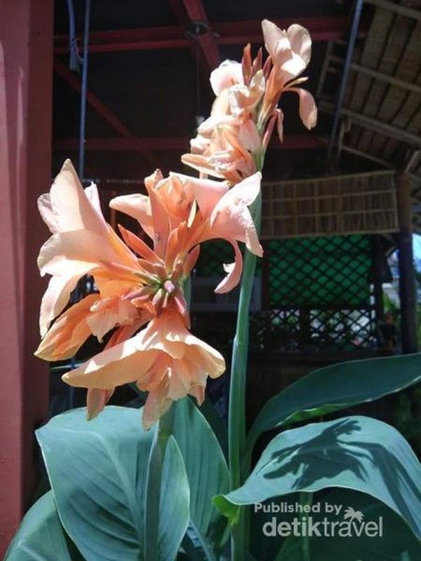 Bunga ganyong di depan resto, seperti di Indonesia nih.