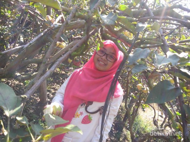 Ini Khasnya Malang, Petik Apel Langsung dari Pohonnya