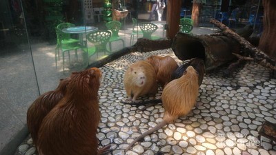 Ini Namanya Nutria, Saudara Jauh Tikus