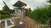 Susu sapi murni Milik Laisy Dairy Farm