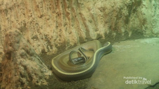 Intip Yuk, Koleksi Reptil Unik di Batu Secret Zoo