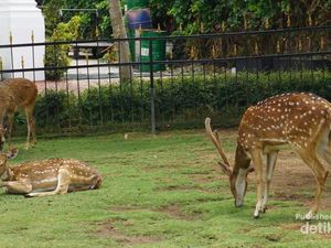 Istana Negara Juga Ada di Kota Batu