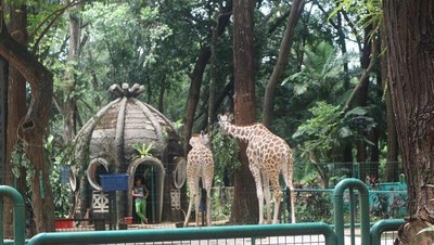 Jadi Segede Ini Rumah dari Hewan Jerapah