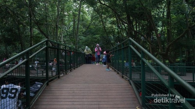 Jalan-jalan Santai di Forest Walk Bandung