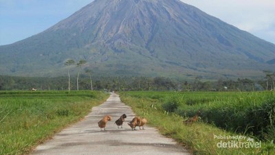 Jauh atau Dekat, Semeru Tetap Gagah!