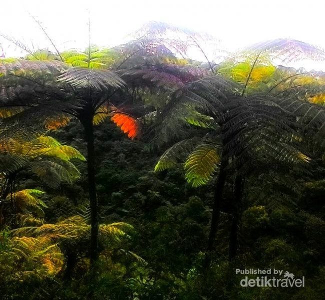 Jelajah Kebun Teh, Ketemu Curug Tersembunyi