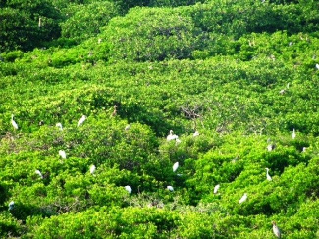 Jelajah Pulau Burung
