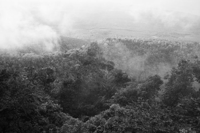 Kabut Pagi di Taman Nasional Bali Barat