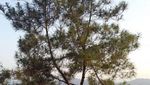 Kalibiru, Wisata Alam Paling Kekinian di Yogyakarta