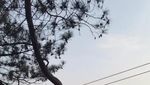 Kalibiru, Wisata Alam Paling Kekinian di Yogyakarta