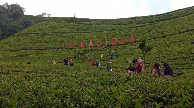 Kaligua, Hamparan Kebun Teh Peninggalan Belanda