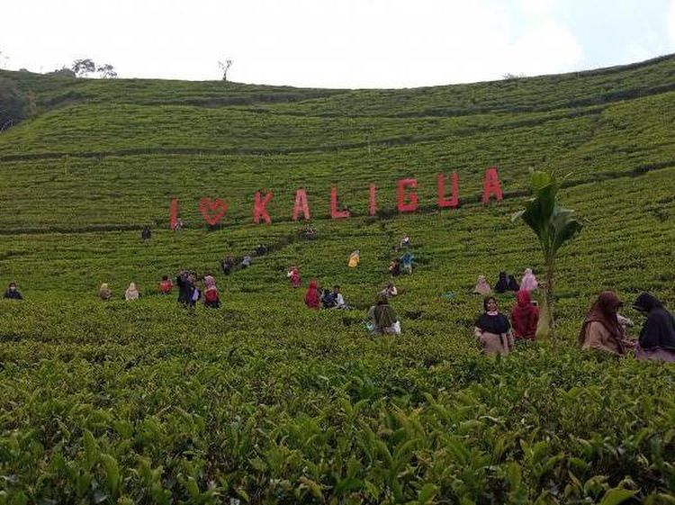 Kaligua, Hamparan Kebun Teh Peninggalan Belanda