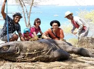 Kangen Komodo dan Panorama Sekitarnya, Coba Tengok Sini