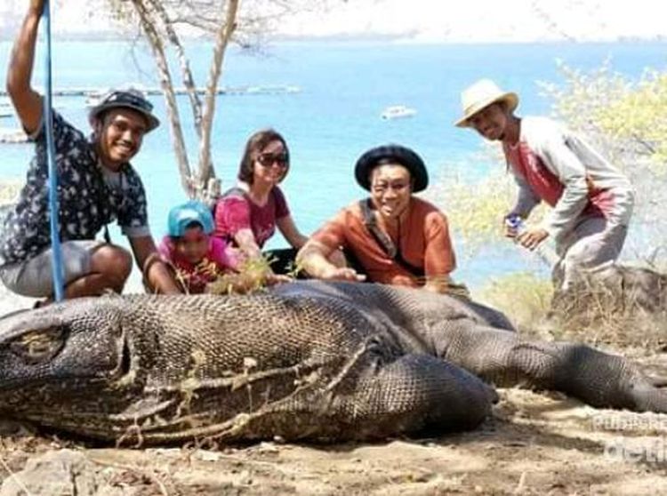 Kangen Komodo dan Panorama Sekitarnya, Coba Tengok Sini