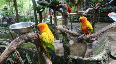 Ke Bandung, Jangan Lewatkan Bird and Bromelia Pavilion Ya!