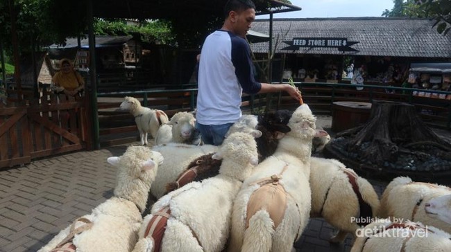 Ke Mana Weekend Ini, Ada Biri-biri Lucu di Lembang