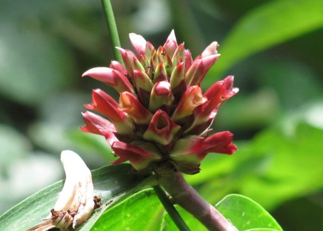 Keanekaragaman Hayati TNBK