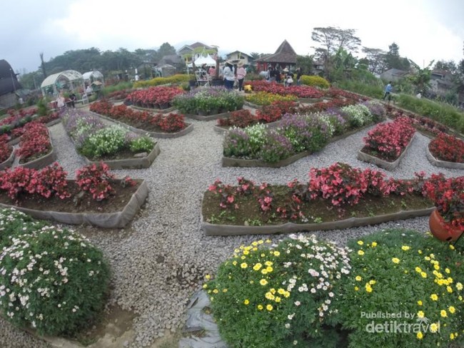Kebun Begonia, Tempat Asyik Buat Kencan di Lembang