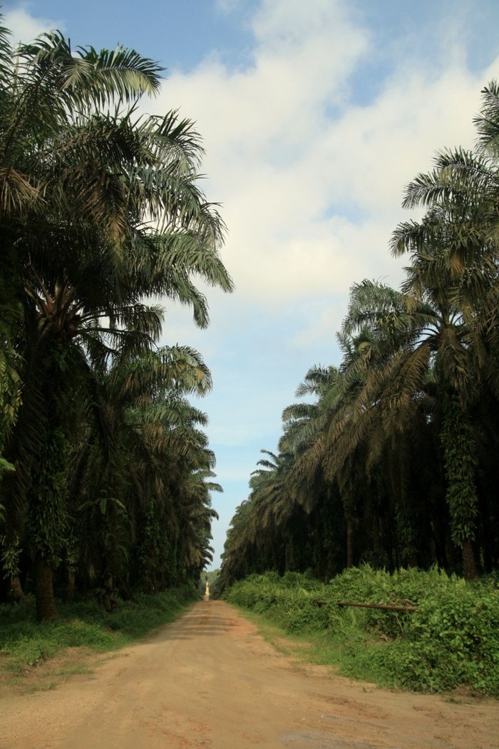 Kebun Kelapa Sawit