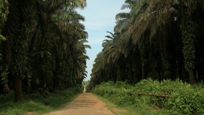 Kebun Kelapa Sawit