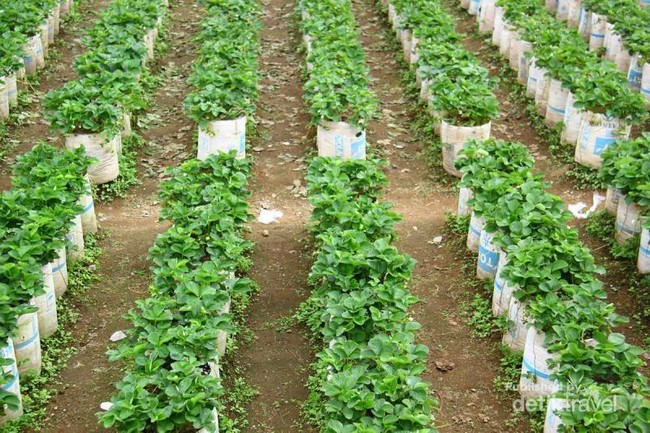 Kebun Stroberi Tidak Cuma di Bandung, Magelang Juga Ada
