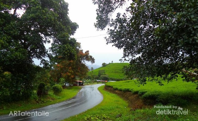 Kebun Teh Kaki Gunung Talang, Ini Puncak-nya Sumbar