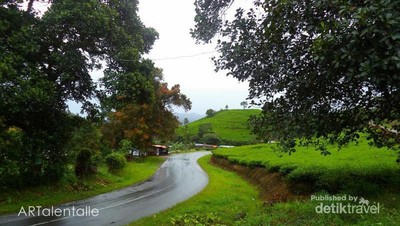 Kebun Teh Kaki Gunung Talang, Ini Puncak-nya Sumbar