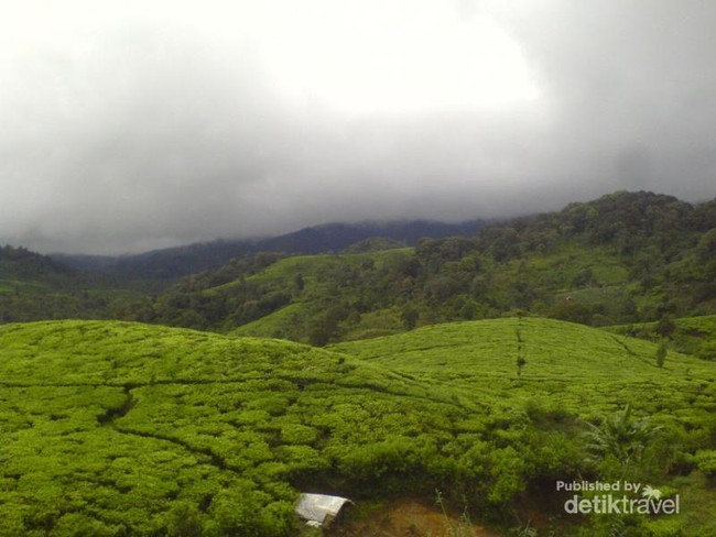 Kebun Teh Tersembunyi di Bandung Selatan