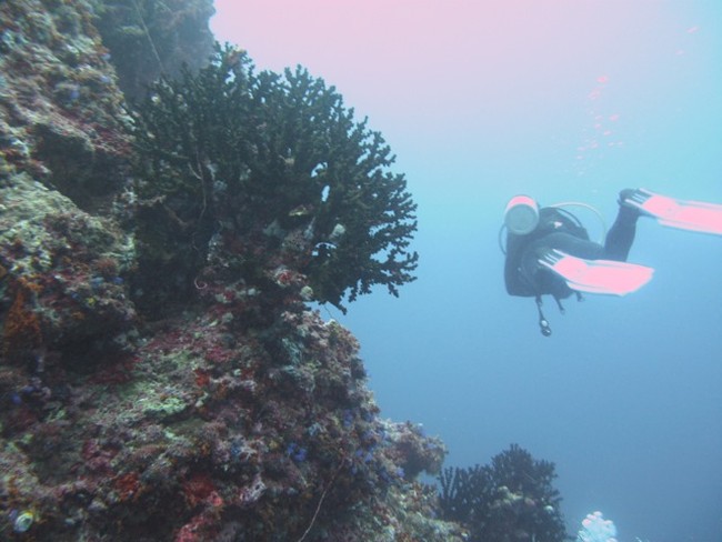 Keindahan Bawah Laut Maluku: Bagian 1