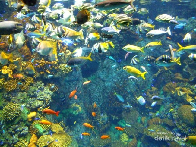 Ketika Great Barrier Reef Australia Pindah ke Jepang