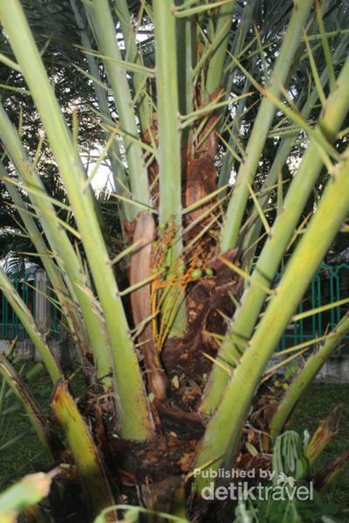 Ketika Pohon Kurma Berbuah di Kota Sabang