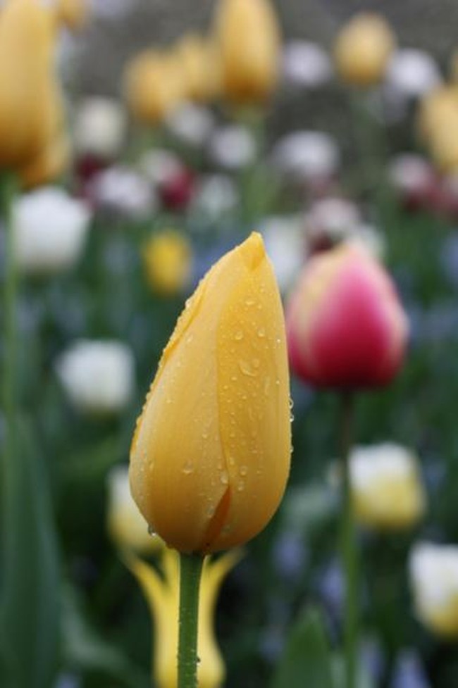 Keukenhof, Karpet Tulip Warna-warni nan Cantik di Belanda