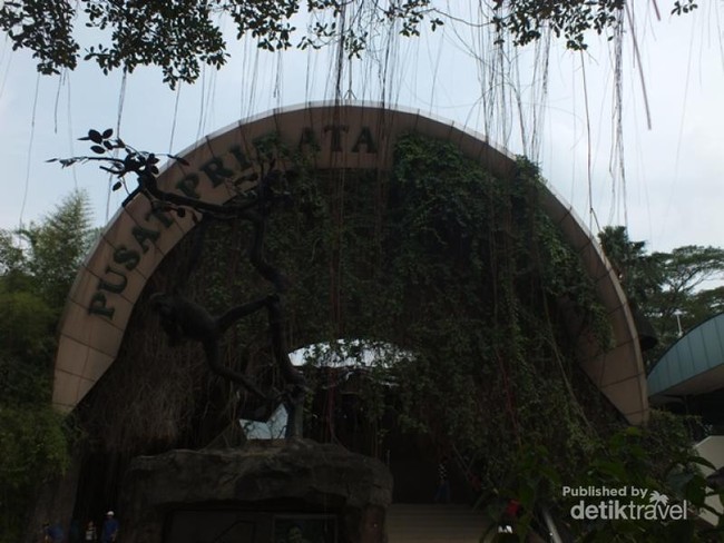 Kumbo, Si Raja Gorila di Ragunan