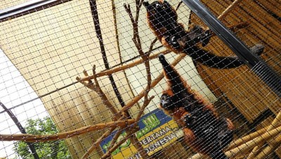 Lebih Dekat dengan Aneka Satwa di Batu Secret Zoo