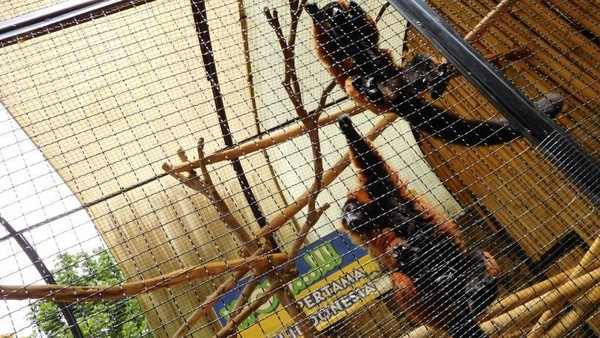 Lebih Dekat dengan Aneka Satwa di Batu Secret Zoo