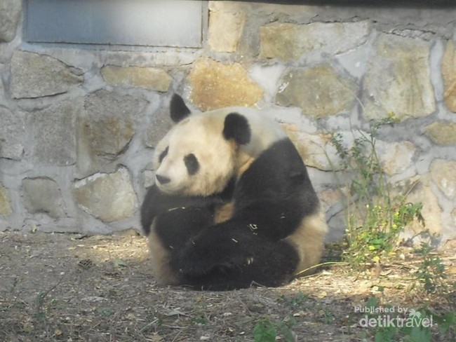 Libur Imlek Bersama Panda Lucu di Beijing Zoo