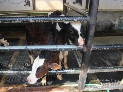 Libur Paskah ke Mana? Yuk Bermain dengan Anak Sapi di Bandung